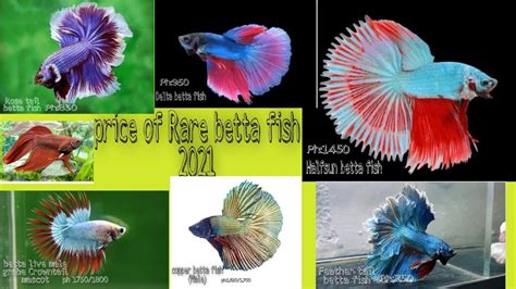 Factors that Affect Betta Fish Price