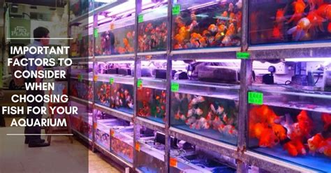 Factors to Consider When Choosing a Used Fish Tank