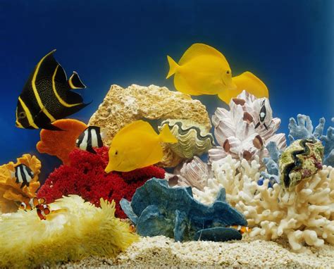 Factors to Consider When Choosing the Right Saltwater Fish for Your Aquarium