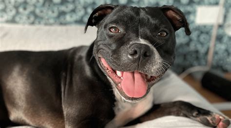 Staffordshire Bull Terrier Dogs 101 Facts Information Staffie Animal