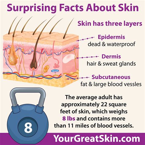 The Hidden Secrets of Your Skin: Uncovering the Astonishing Facts Behind this Miraculous Shield We Wear Everyday.