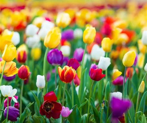 Facts About Tulips