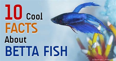 Facts On Betta Fish