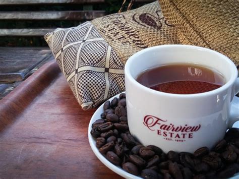 Coffee Farm Tour Fairview From Nairobi: An In-depth Review