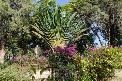 Fairview Coffee Estate gardens