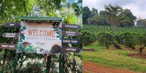 Fairview Coffee Estate map