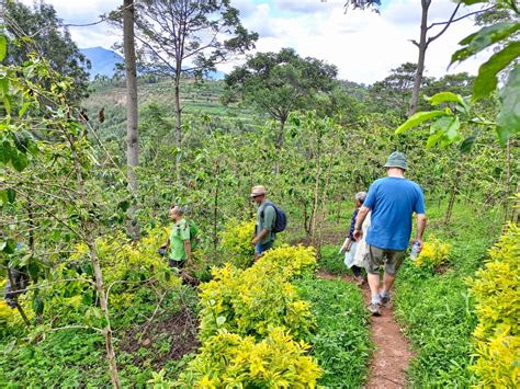 Fairview Coffee Plantation Tour