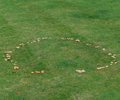 Fairy Ring Misconceptions