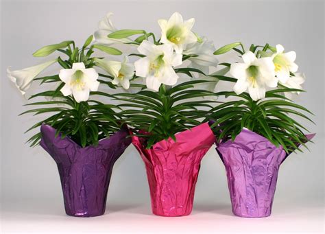 Fake Easter Lilies