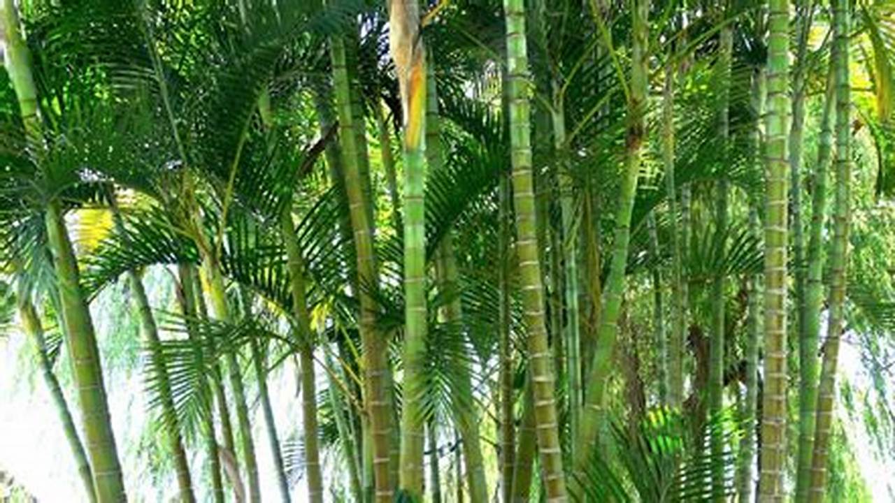 Rahasia Merawat Bambu Hias: Faktor Penting untuk Pertumbuhan Optimalnya