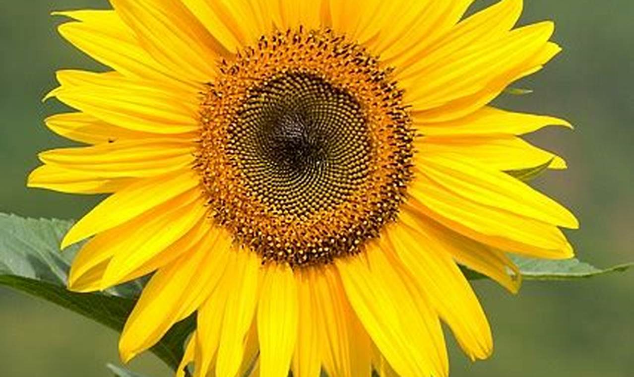 Rahasia Pertumbuhan Bunga Matahari: Temukan Faktor Pentingnya