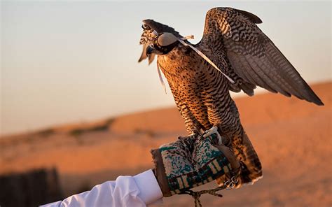 Falconry Dubai Desert