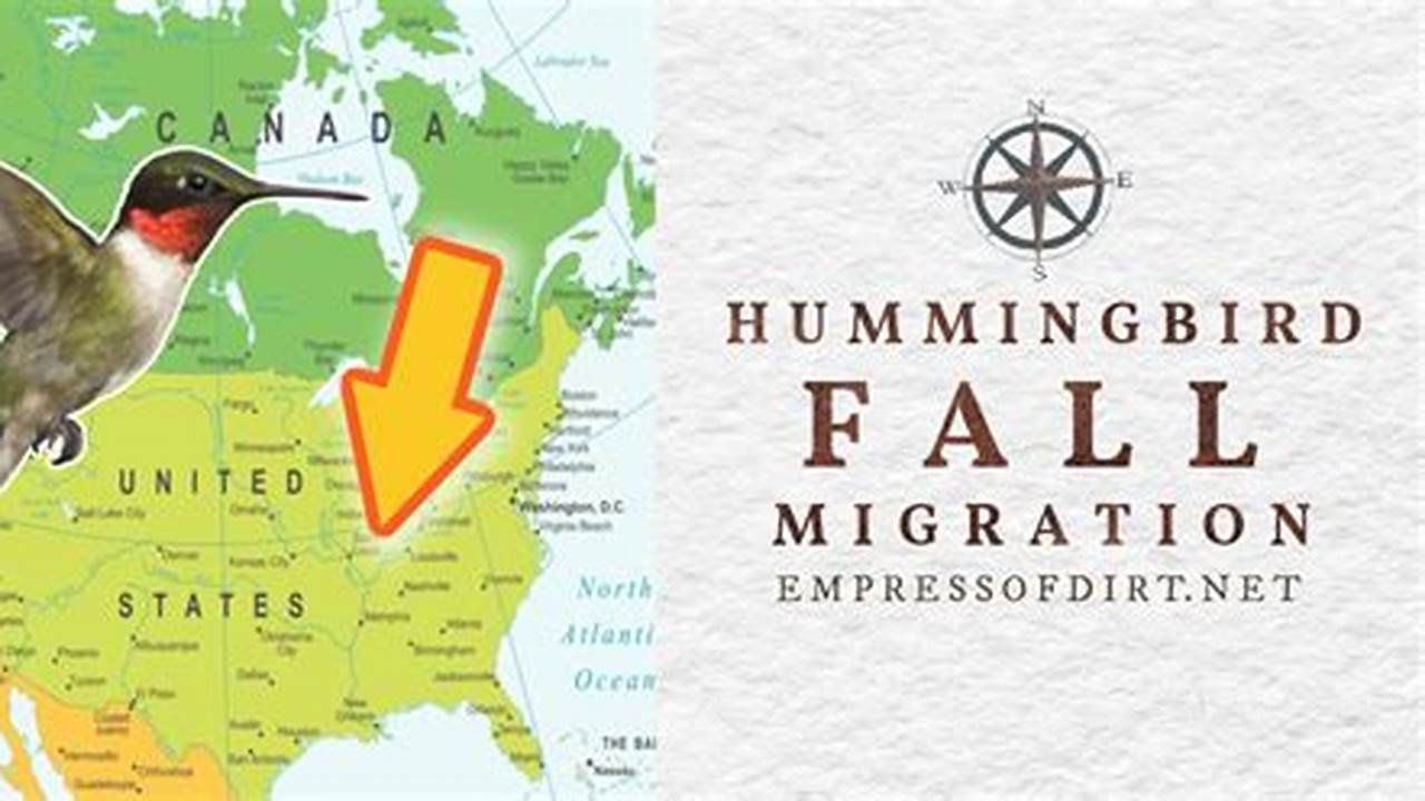 Fall Bird Migration 2024