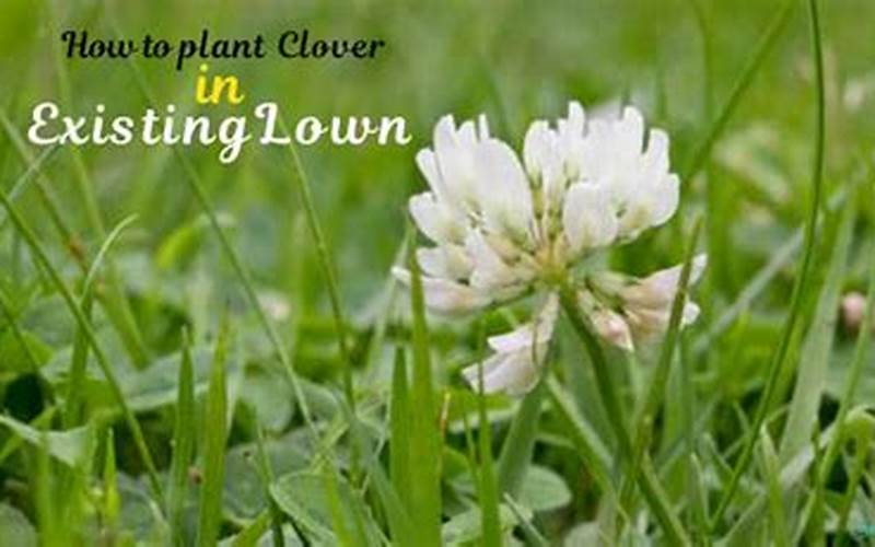 Fall Planting Clover