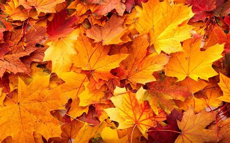 Stunning Fall Backgrounds