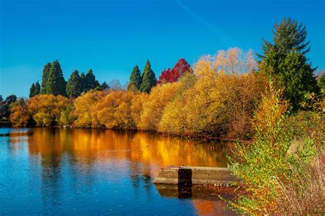 Fall Foliage in Seattle