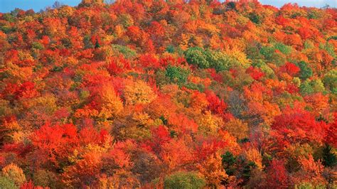 Fall Foliage Vermont 2024 Report