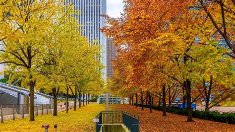 Fall Foliage in Chicago