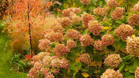 Fall Hydrangea Bouquet Care Tips