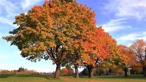 Fall Leaves Change 2024