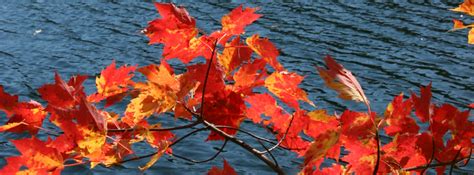 Fall Leaves Cover Photos For Facebook