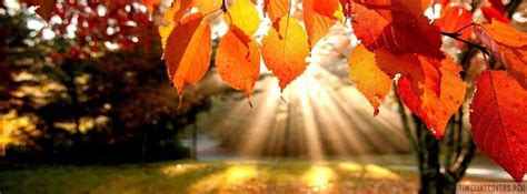 Fall Leaves Facebook Cover Photos