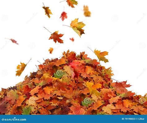 Fall Leaves Pile