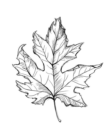 Fall Leaves Sketch
