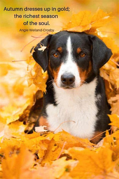 Fall Quotes Dog
