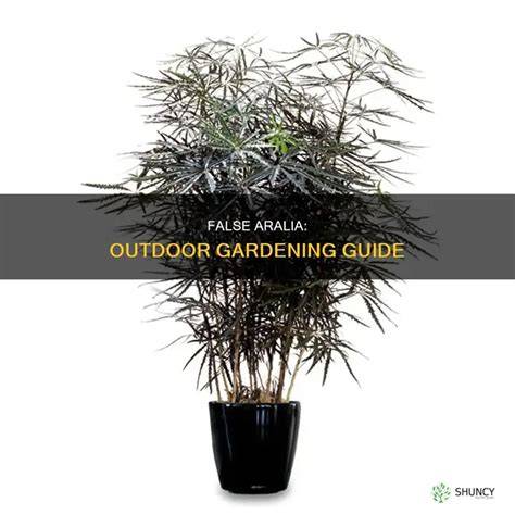 False Aralia Outdoors: A Guide To Growing And Caring For This Beautiful Plant