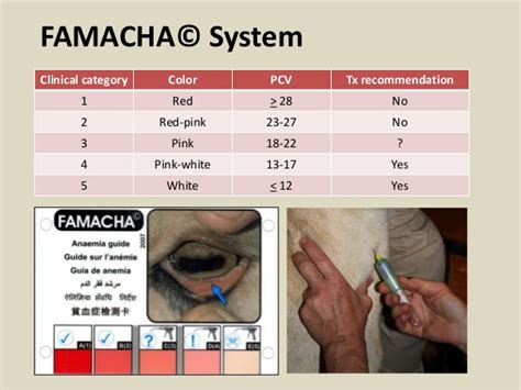 Famacha Score Chart
