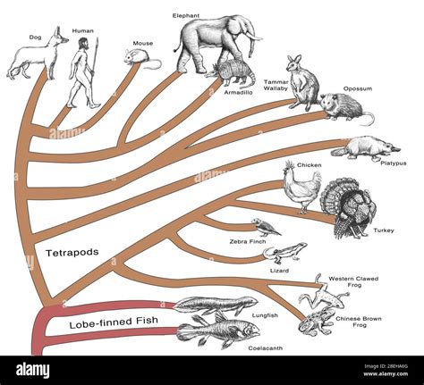 Family Tree For Animals