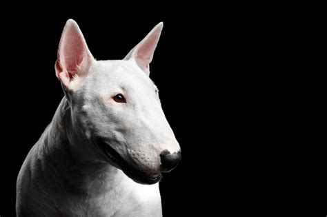Famous Bull Terrier Dogs