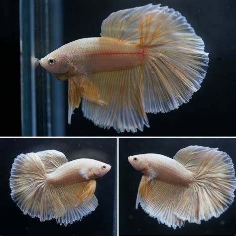 Fan Tail Betta
