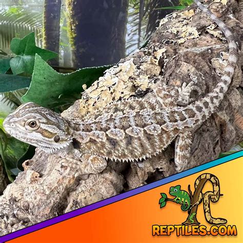 Fancy Bearded Dragon For Sale
