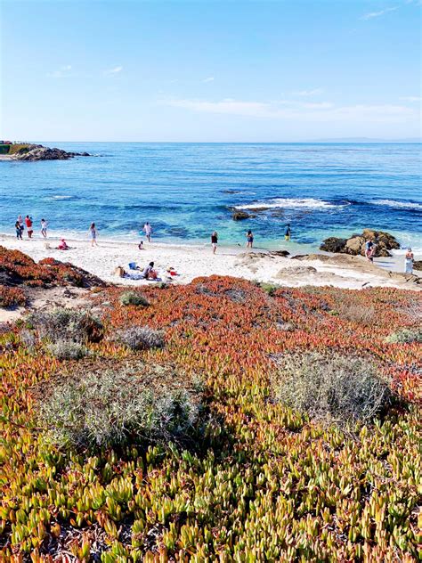 Fans Shell Beach 17 Mile Drive