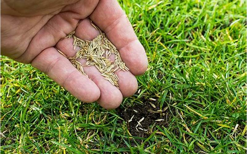 Faqs About Planting Grass Seed In Kansas City