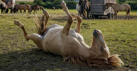 19enne fa sesso con una cavalla, i proprietari dell'animale lo