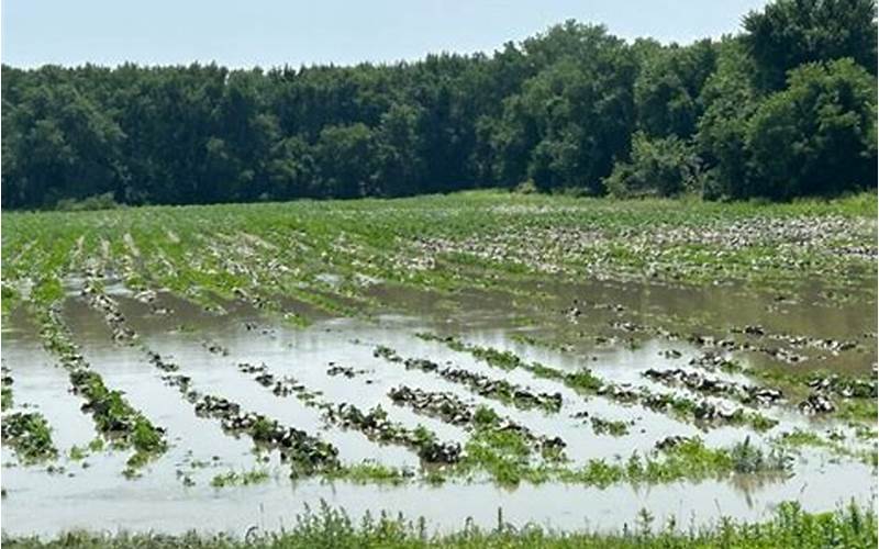 Farm In Flood