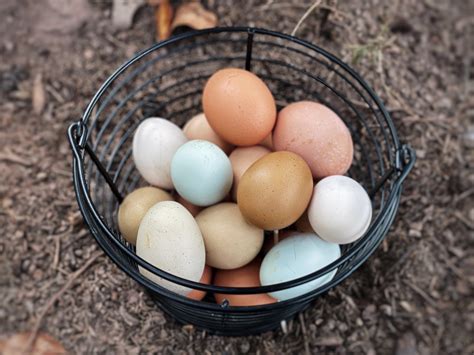 Farm Fresh Eggs