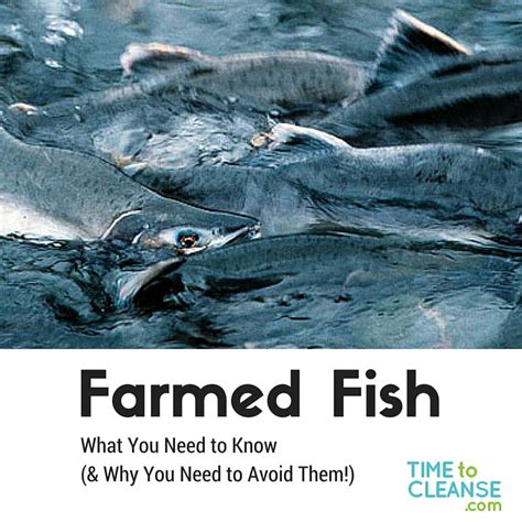 Farmed fish with high levels of pollutants