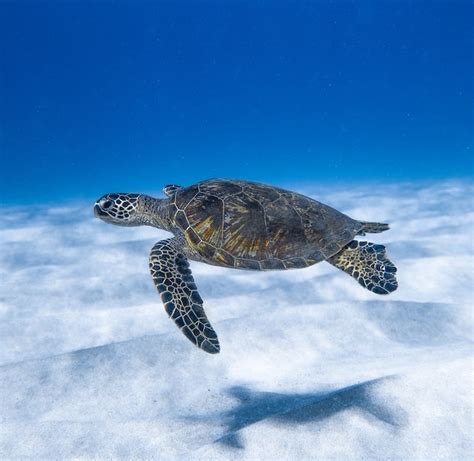 The Fascinating World of Sea Turtles