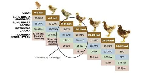 Fase Starter: Pemberian Pakan Ayam Petelur pada Umur Tertentu