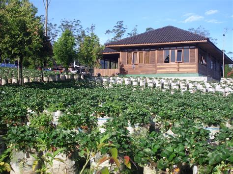 Fasilitas di Kebun Strawberry Lembang