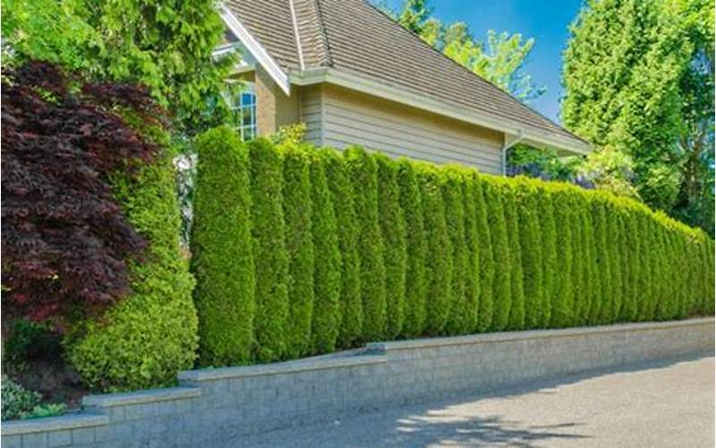 Fast Growing Privacy Plants Fence