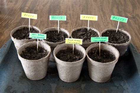 Fast Growing Seeds For Kids