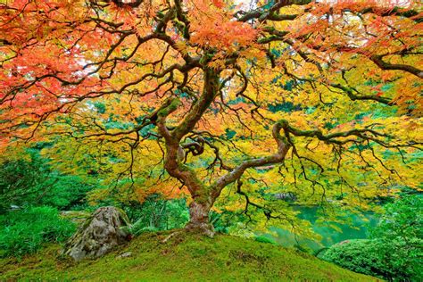 Fast Japanese Car Repairs Portland Oregon