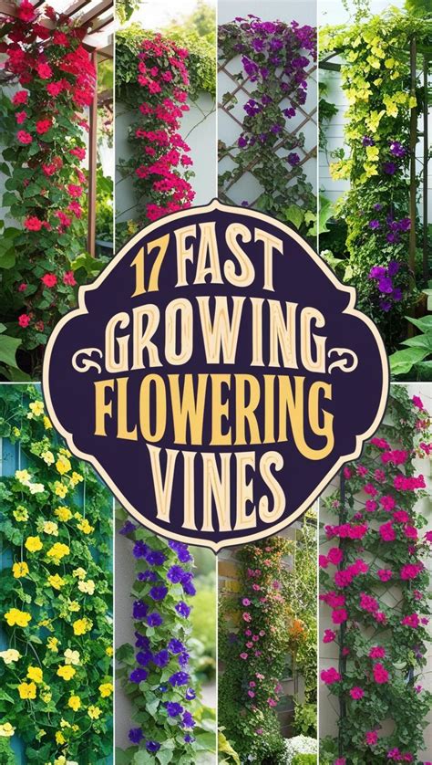 Fast-growing flowering vines to add interest to your plot