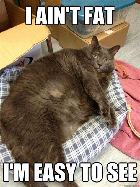 Fat Cat Memes Funny