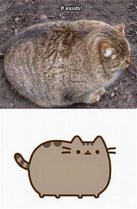 Fat Cat Pictures Funny